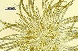 Myriactula stellulata3